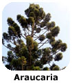 Araucaria